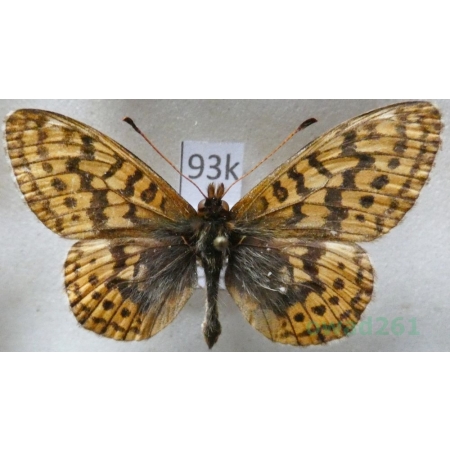 Boloria frigga (Becklin, 1791) Finland93k